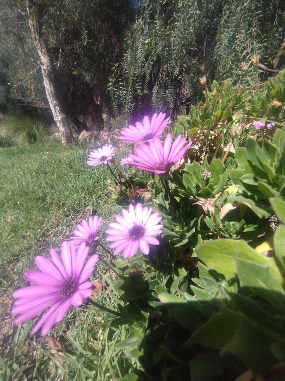 מלון טיליקארה La Casita מראה חיצוני תמונה