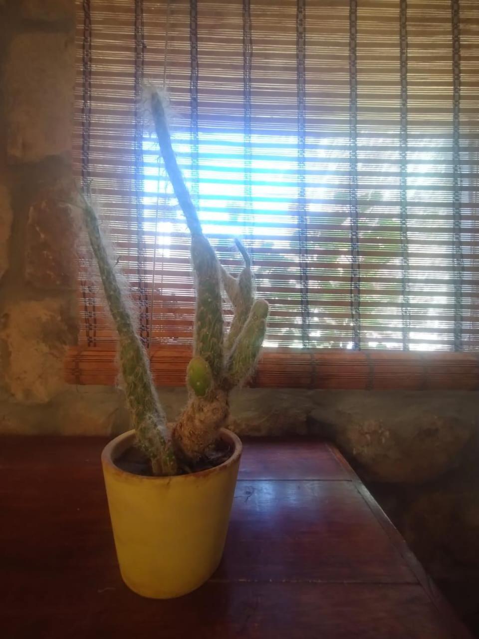 מלון טיליקארה La Casita מראה חיצוני תמונה