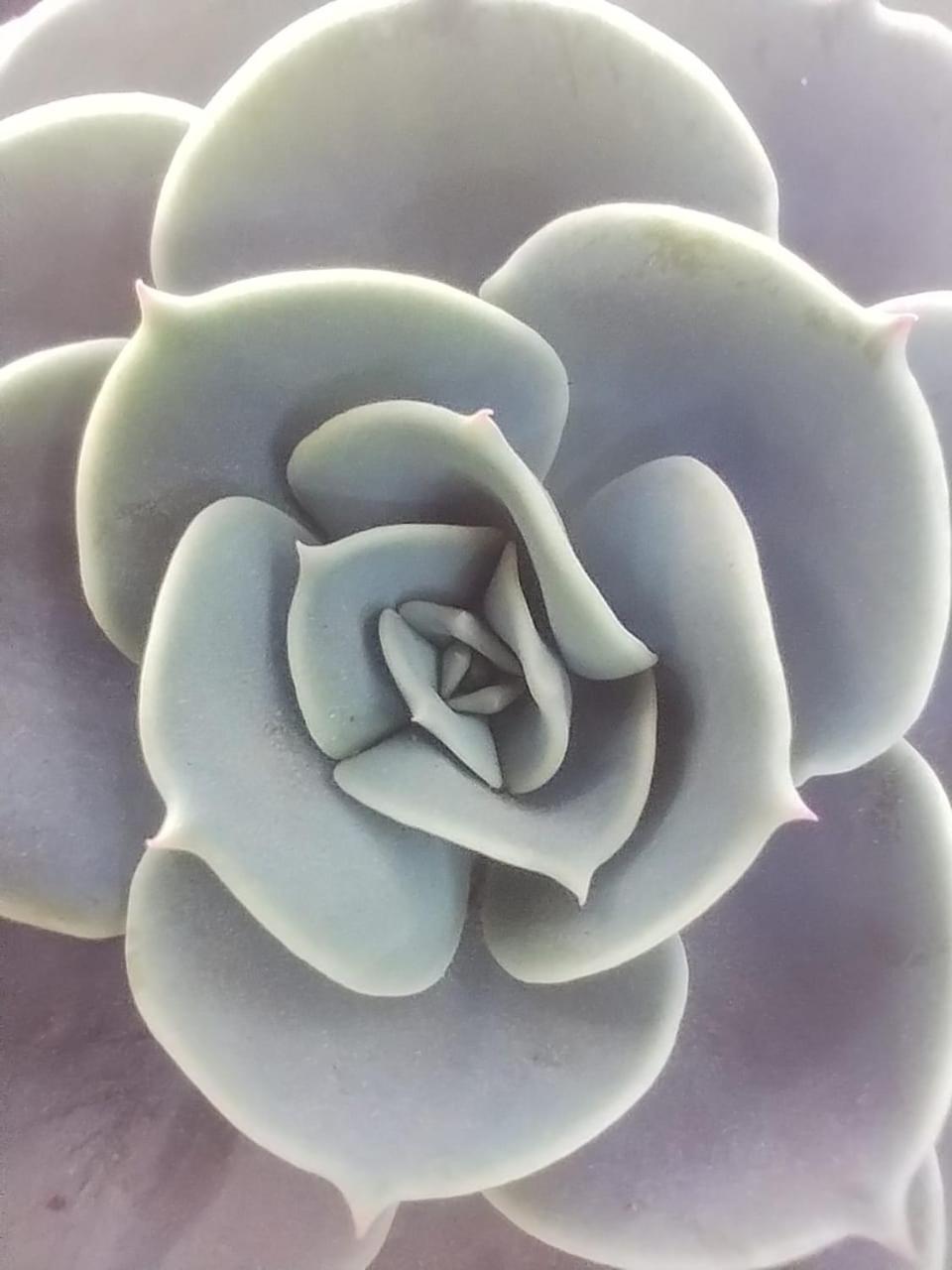 מלון טיליקארה La Casita מראה חיצוני תמונה